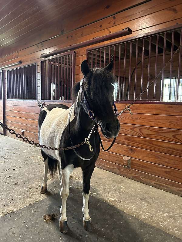 paint-pony-for-sale