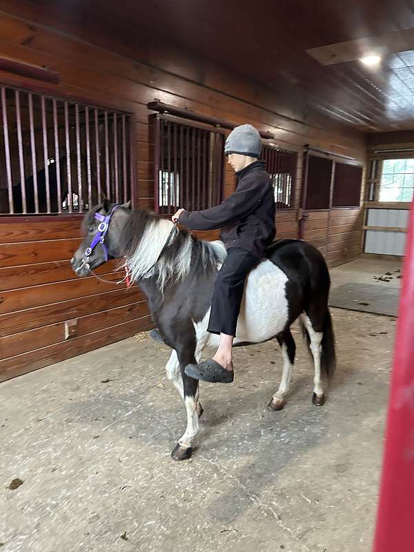 paint-pony