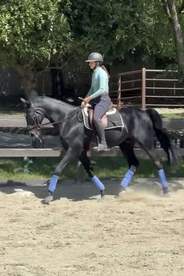 all-around-hanoverian-horse
