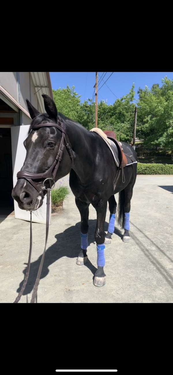 creek-hanoverian-horse