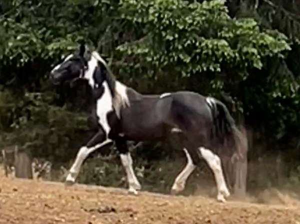 national-show-horse-warmblood
