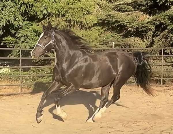 fancy-mover-warmblood-horse