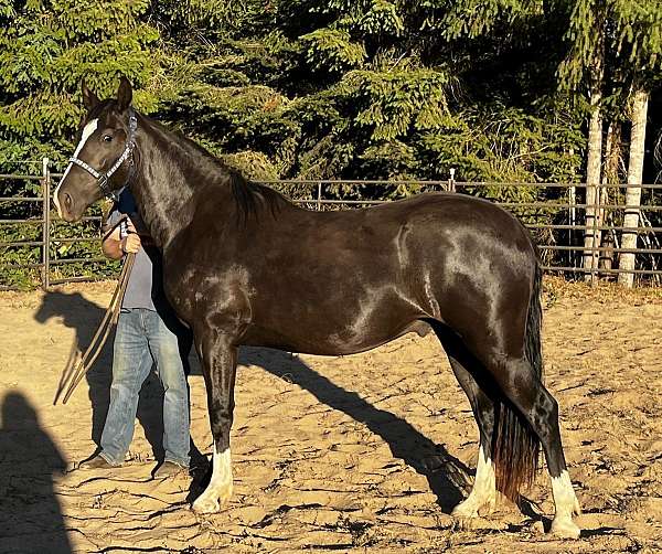 national-warmblood-horse