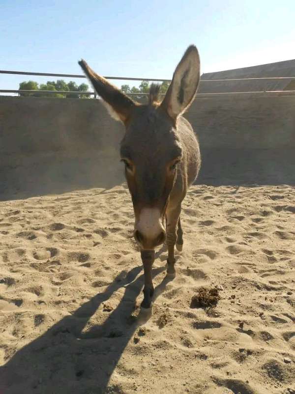 donkey-for-sale