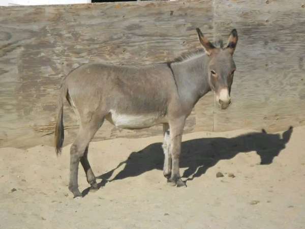donkey-mare