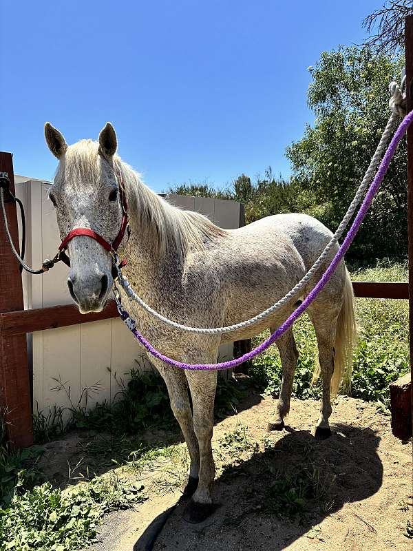 quarter-horse-gelding
