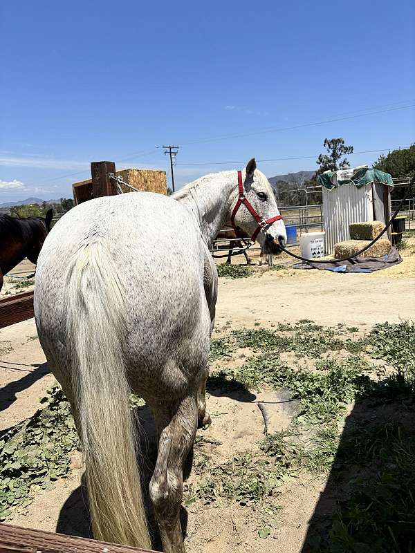 quarter-horse-for-sale