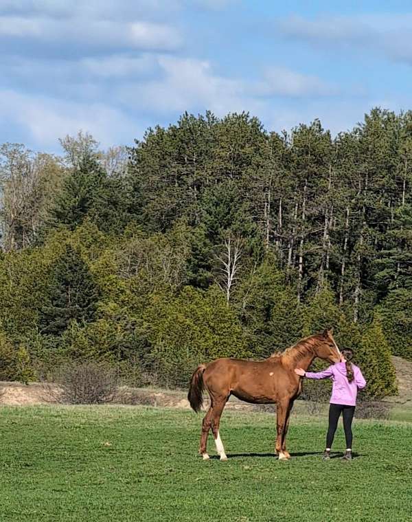 warmblood-filly