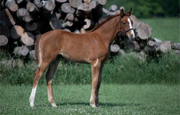 warmblood-horse