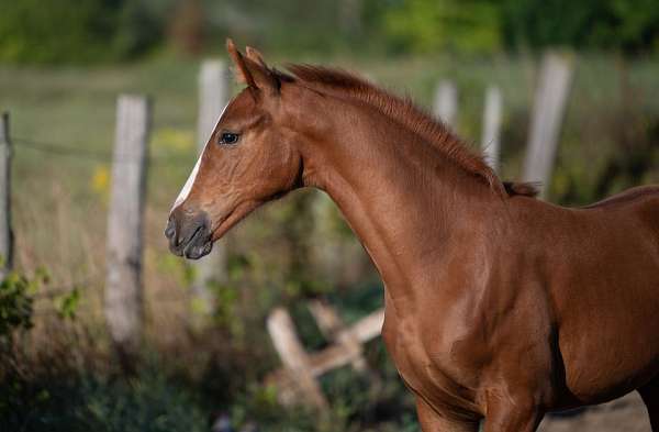 warmblood
