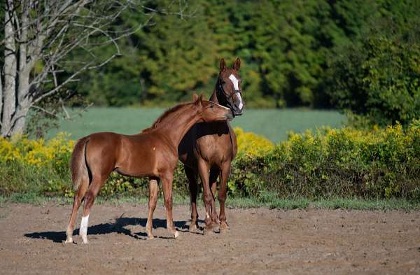 filly