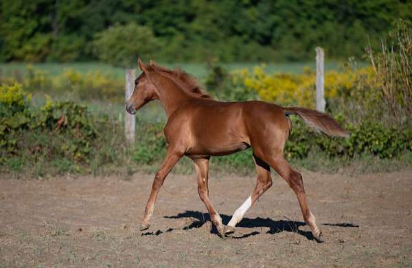 canadian-warmblood-filly-yearling