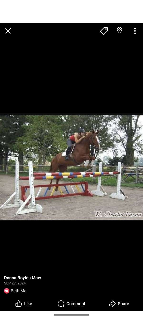 canadian-warmblood-horse-for-sale