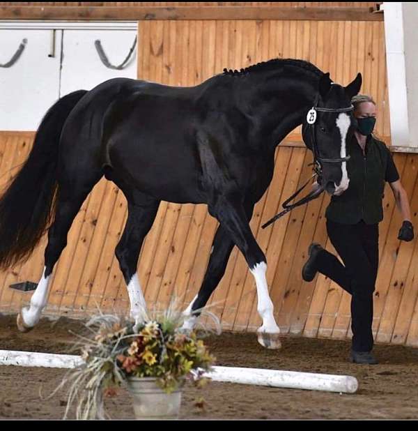 canadian-warmblood-horse