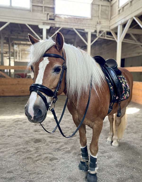 flaxen-haflinger-horse