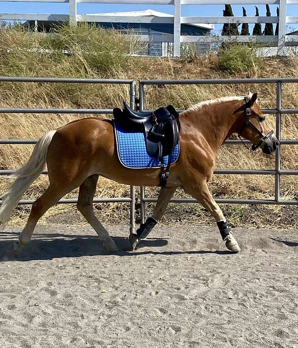 solid-haflinger-horse