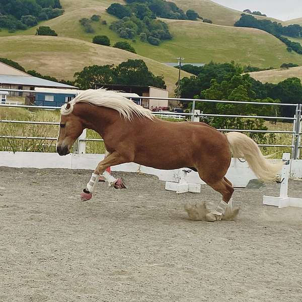 good-minded-haflinger-horse