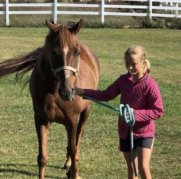 chestnut-morab-gelding