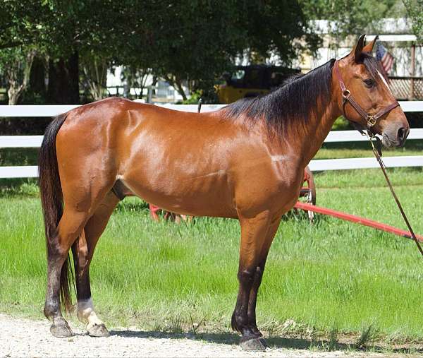 experienced-driving-horses-for-sale-standardbred