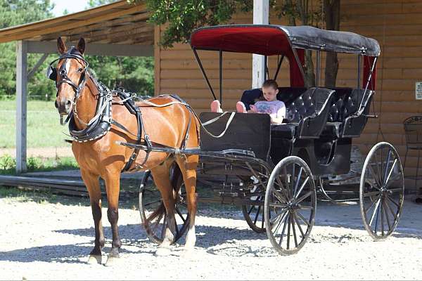 driving-horses-for-sale-standardbred