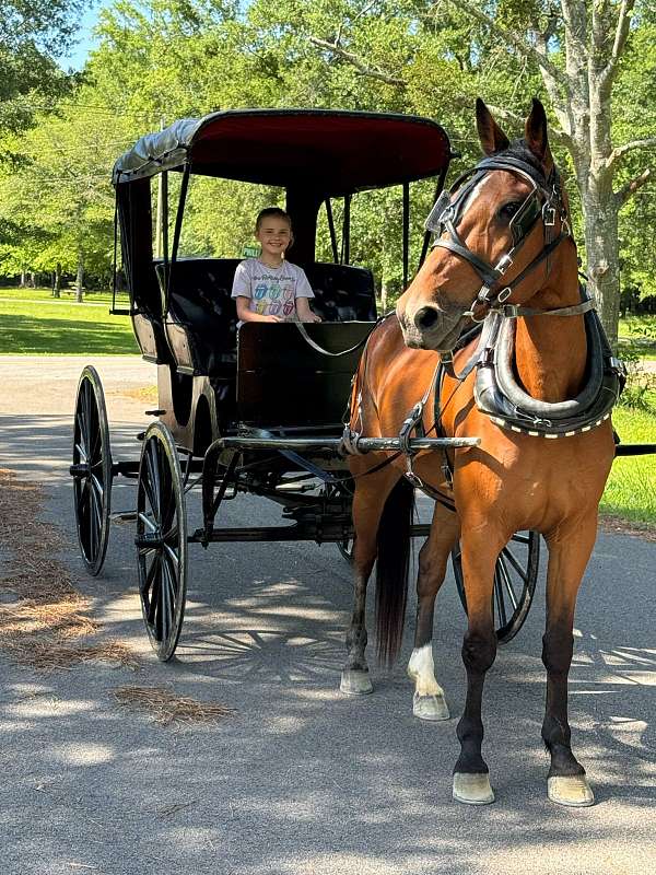 standardbred-driving-horses-for-sale