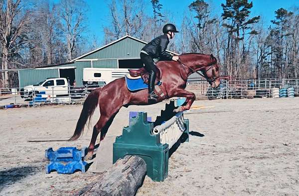 roany-on-sides-horse