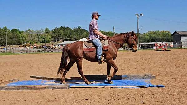 roan-roany-on-sides-horse