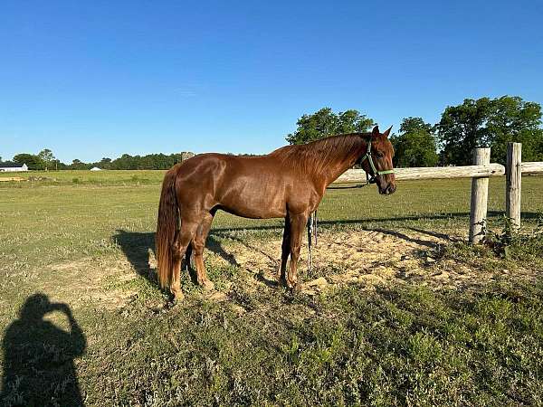 beginner-tennessee-walking-horse