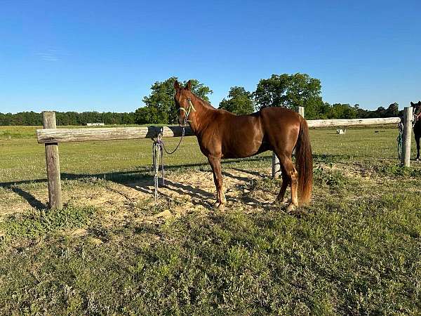 trail-riding-tennessee-walking-horse