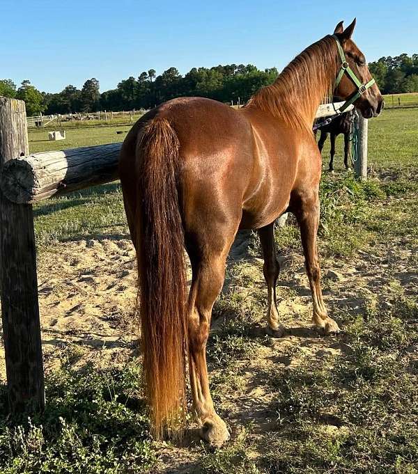 western-riding-tennessee-walking-horse
