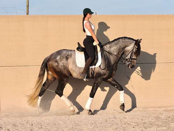 good-xrays-lusitano-horse