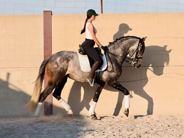 good-xrays-horse