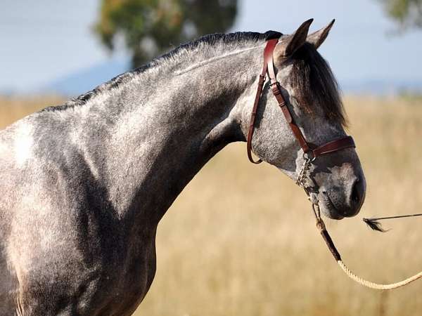 good-xrays-stallion