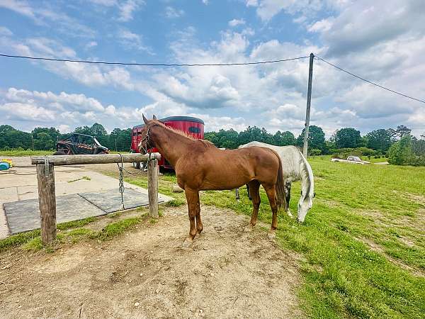 sorrel-beginner-ranch-horse