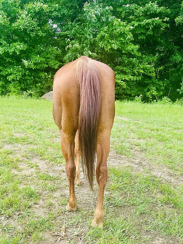 quarter-horse-gelding