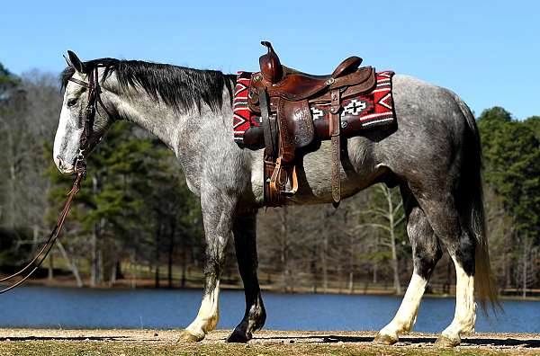 beginner-horse-quarter