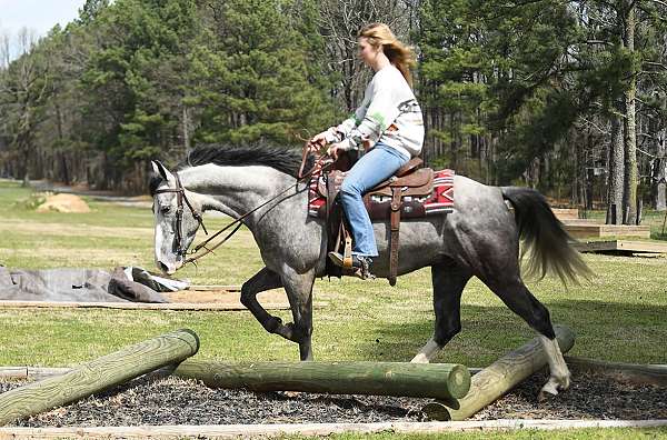 trail-horse-quarter