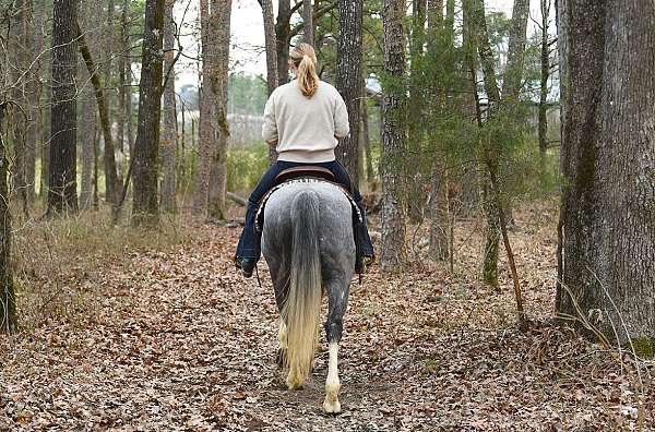family-safe-quarter-horse