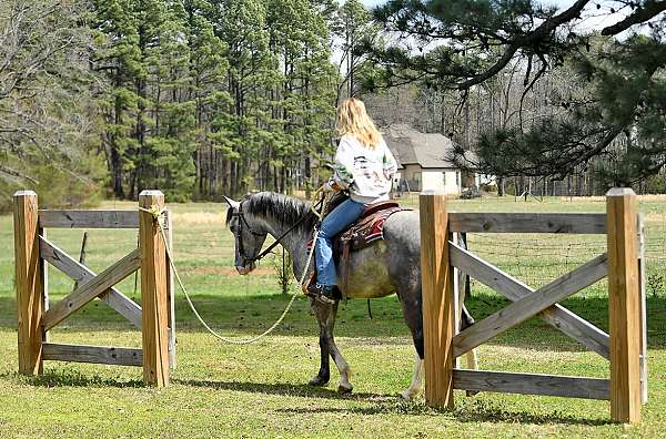 flashy-quarter-horse