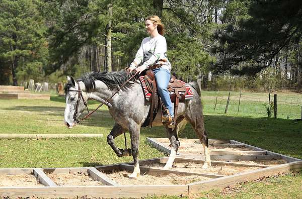 quarter-horse