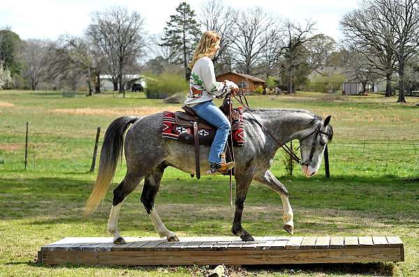 sweet-quarter-horse