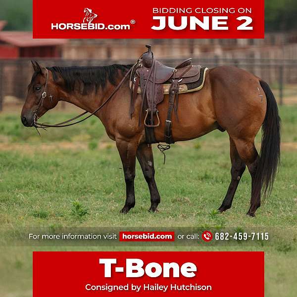 all-around-quarter-horse
