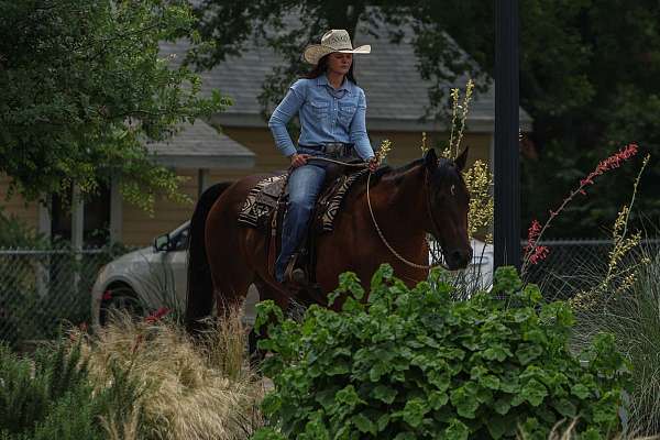 athletic-quarter-horse
