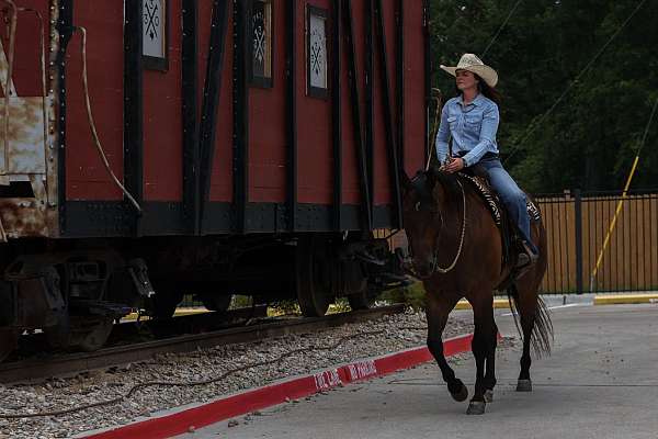 husband-safe-quarter-horse