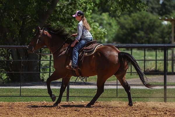 performance-quarter-horse