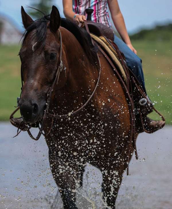 ranch-work-quarter-horse