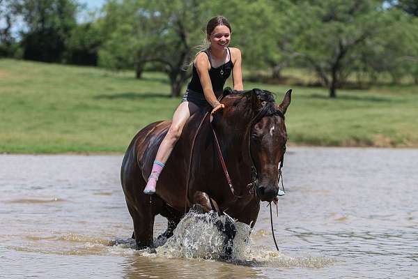 show-quarter-horse