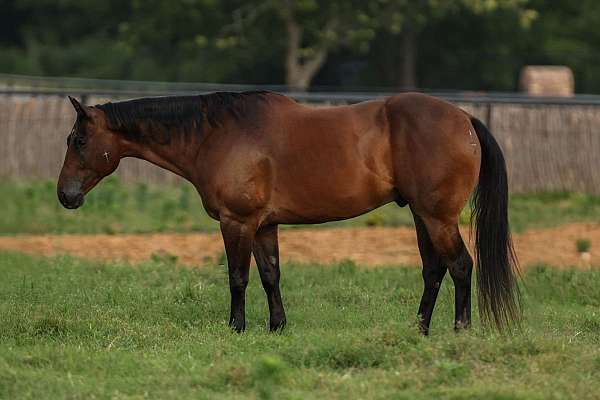 trail-quarter-horse