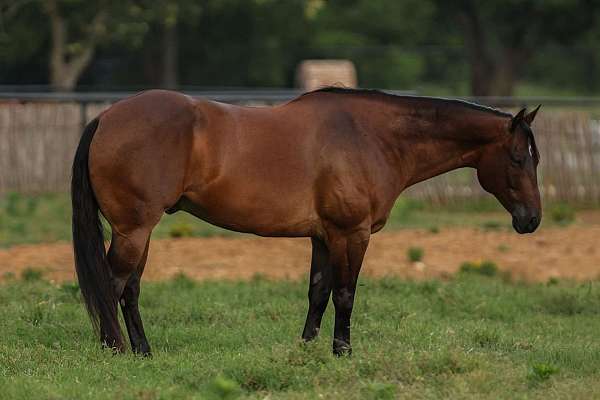 trail-riding-quarter-horse