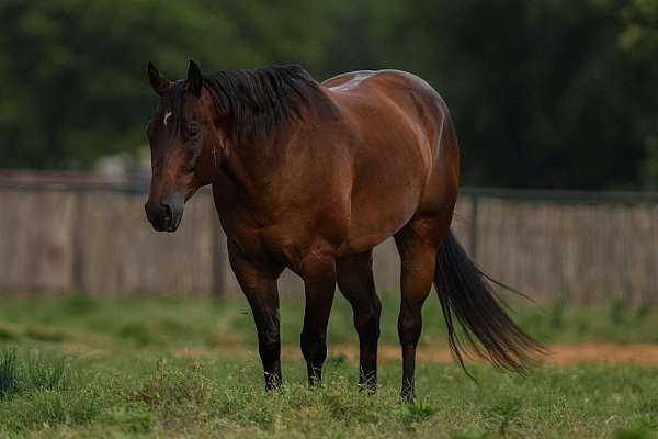 western-riding-quarter-horse